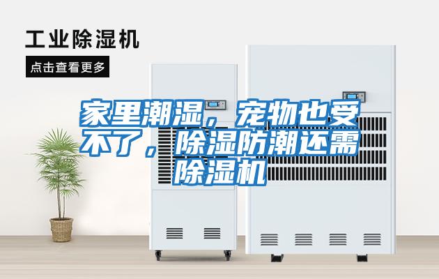 家里潮濕，寵物也受不了，除濕防潮還需除濕機(jī)